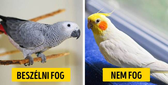 tévhit: bármilyen papagáj megtanítható beszélni.