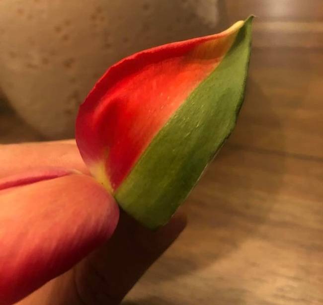 „A bátyám talált egy tulipánszirmot, ami egybenőtt a levéllel."