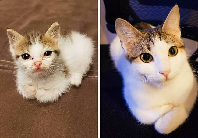 Hogyan változott meg egy kóbor cica élete 6 hónap alatt?