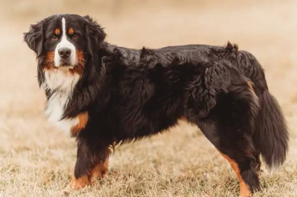 Ő milyen fajta?