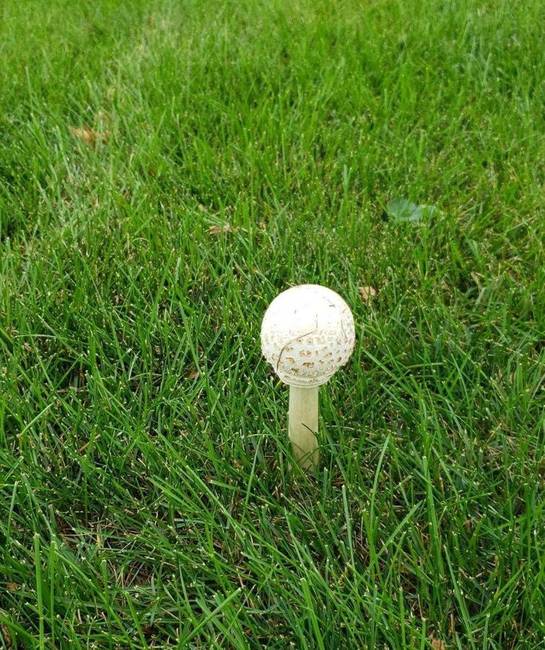 Ez a gomba épp úgy néz ki, mint egy golflabda és a tartója.
