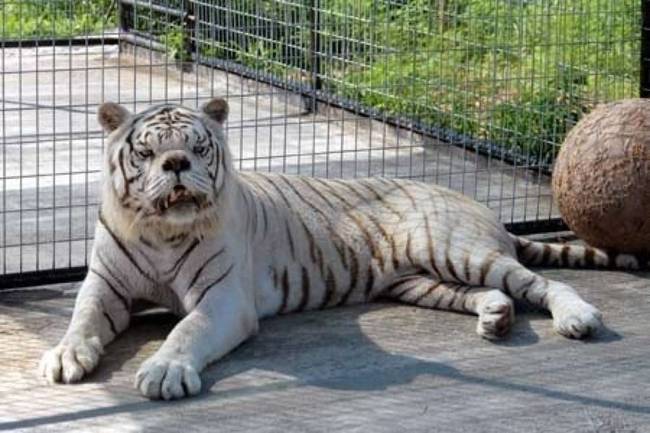 Ő Kenny, a Down-kóros tigris.