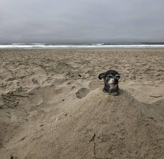 „A barátom elvitte a kutyáját a strandra, de a kutya egy percig sem akart a seggén maradni, úgyhogy...”