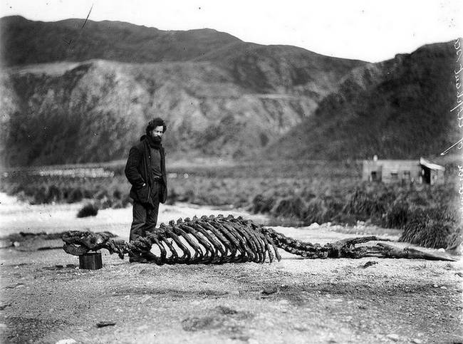 Harold Hamilton és egy elefántfóka csontváza - 1913-ban.