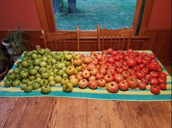 A paradicsom teljes érési szakasza egyetlen fotón.