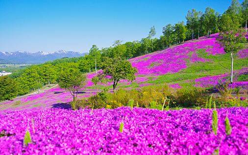 Virágba borult park - Takinoue, Japán.