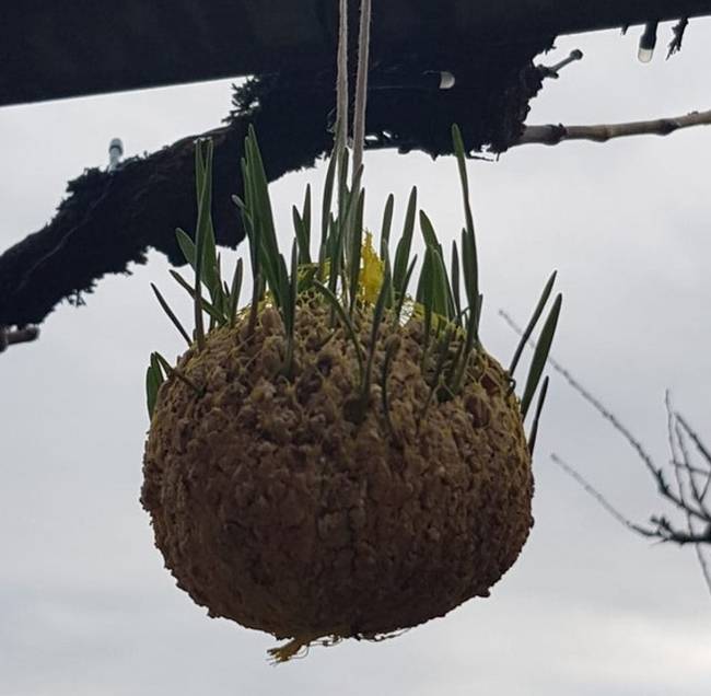 „Anyám madáretetőjében elkezdtek kihajtani a magok."