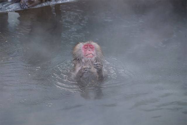 Kihirdették a Comedy Wildlife fotópályázat döntőseit, és ez a 30 állat biztos, hogy Téged is meg fog nevettetni