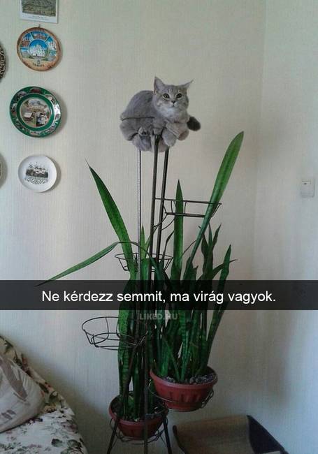 20 röhejes macskás Snapchat-üzenet, ami még a legpocsékabb napot is felvillanyozza