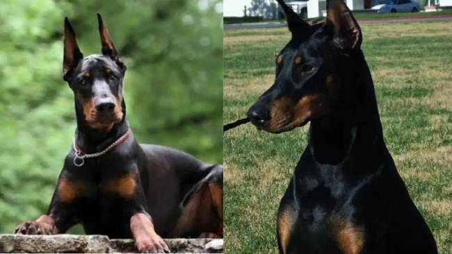 Miért hagyta abba a rendőrség a dobermannok alkalmazását: Mi a baj a fajtával?