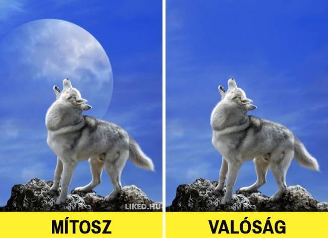 A farkasok valójában nem csak teliholdkor vonyítanak, ez is pusztán csak egy elterjedt tévhit.
