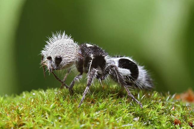 Euspinolia militaris, vagy más néven panda-hangya.