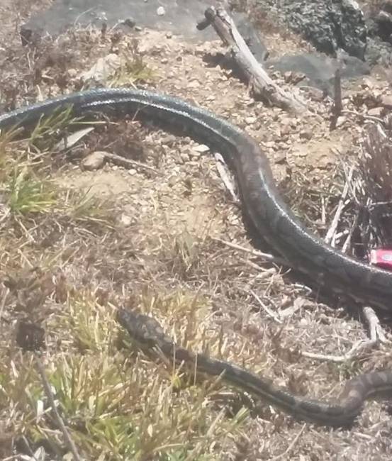 „9 hónap Ausztráliában töltött idő után, végre én is láttam egy vad kígyót, a Byron Bay-i világítótoronynál."