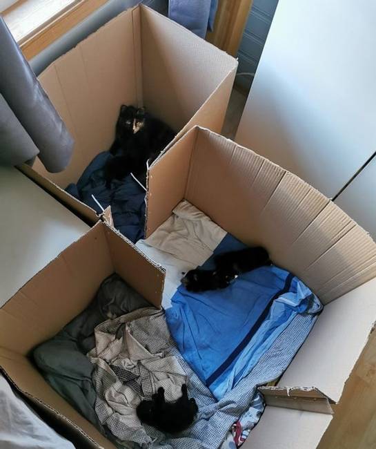 „Ez a "lakás", amit anyám épített a macskánknak, amikor kiscicái születtek."