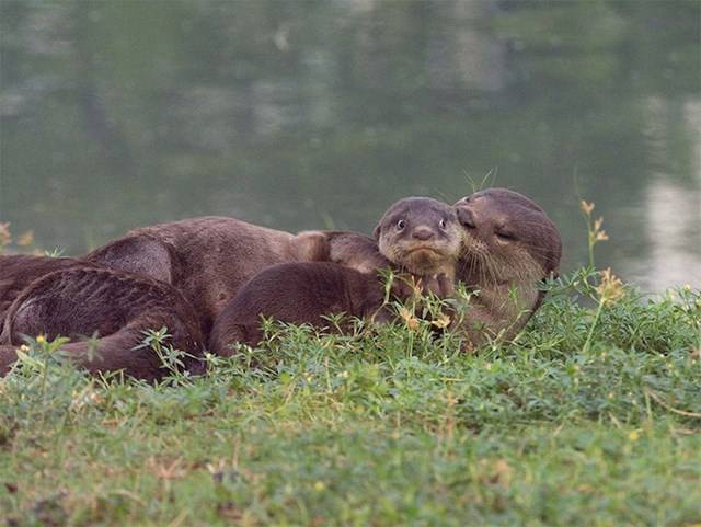 Kihirdették a Comedy Wildlife fotópályázat döntőseit, és ez a 30 állat biztos, hogy Téged is meg fog nevettetni