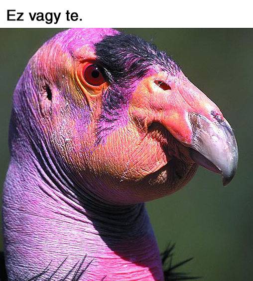 18 Tweet emberektől, akik tudják, hogy milyen érzés egy testvérrel együtt élni