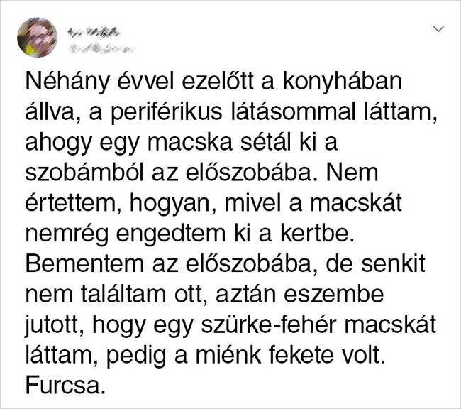 Misztikus macska