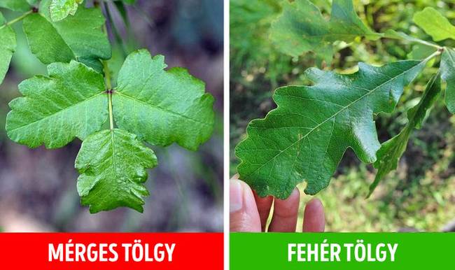 Mérges tölgy