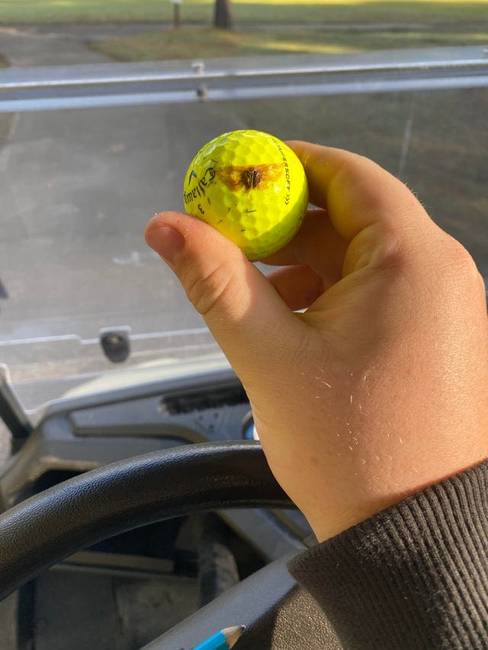 Ez a golflabda agyonütött egy bogarat a levegőben.