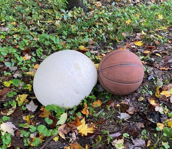 „Ilyen hatalmas gomba nőtt az udvaromon."
