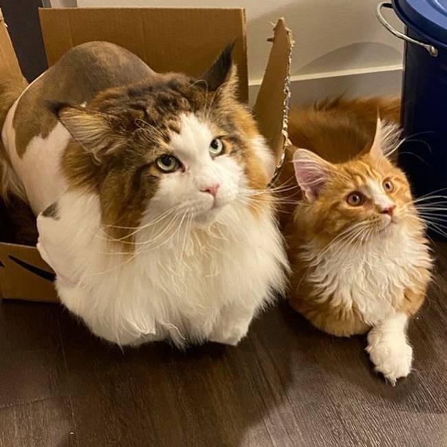 Ezt a hatalmas Maine Coon-t Simsonnak hívják. 120 centi és 12 kg.