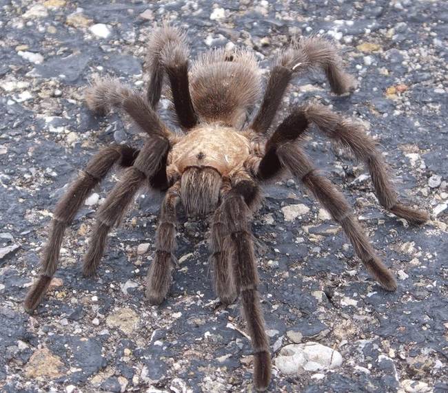 Tarantula