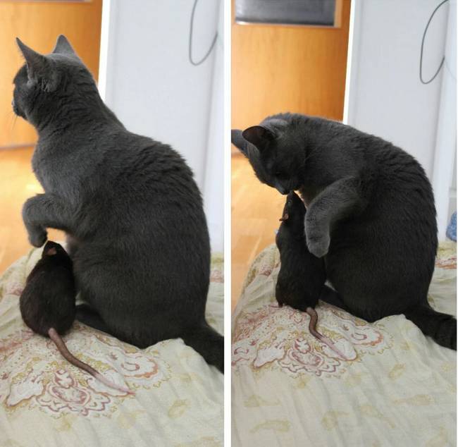 Egy patkány, akinek egy macska a pártfogója.