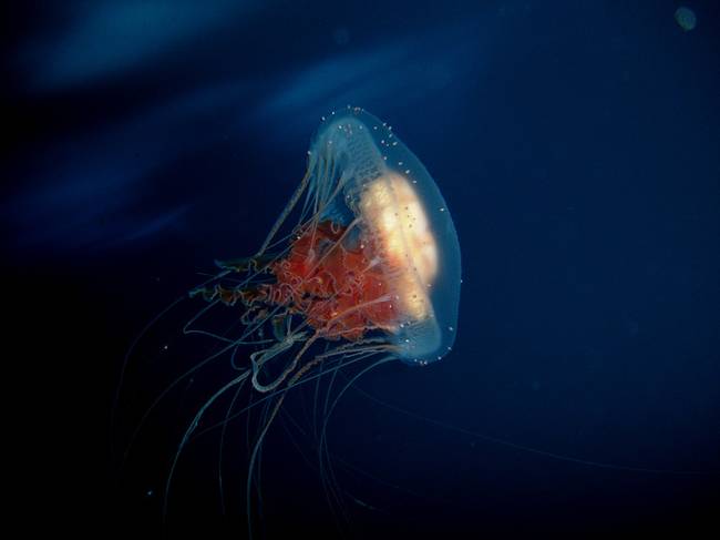 A Turritopsis nutricula nevezetű medúza halhatatlan.