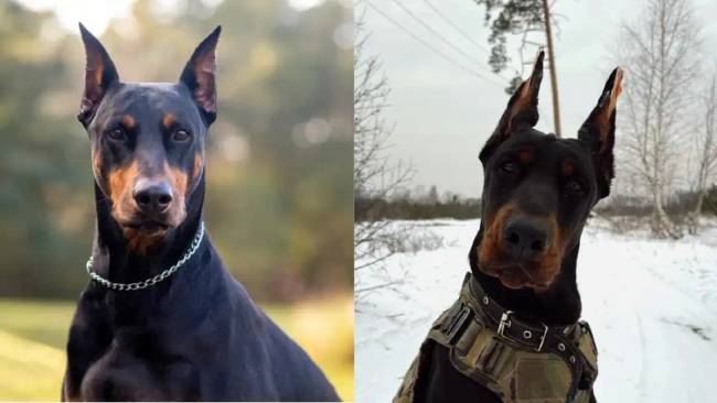 Dobermann.