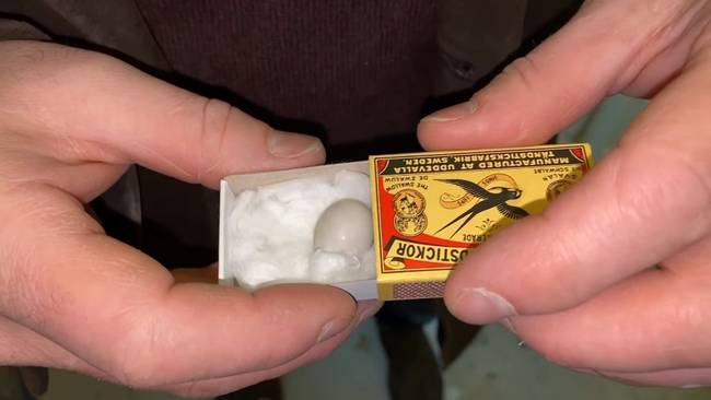 A tojás olyan apró volt, hogy elfért egy gyufásdobozban.