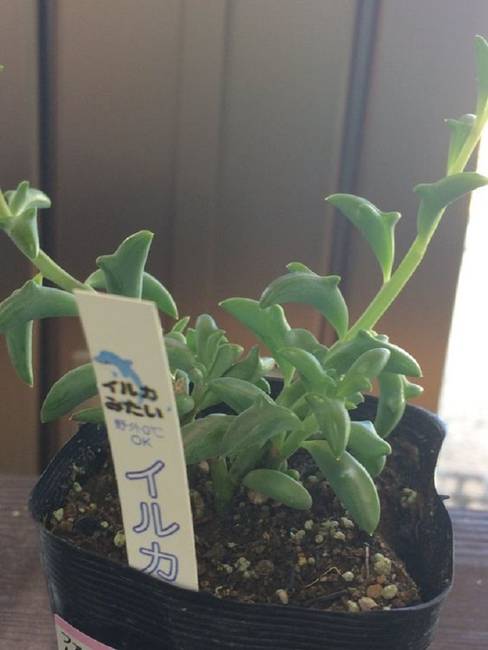 Japán delfines pozsgások (Senecio peregrinus)