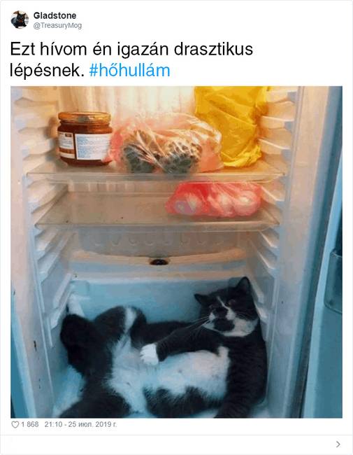 A brit macskák is csak emberek.