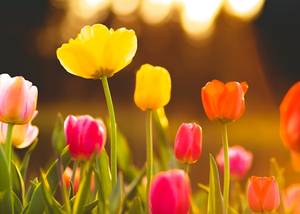 Tulipán