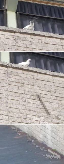 Egy mérges kakadu, ami fellázadt a madarak ellen kirakott tüskék ellen.