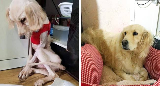 „Egy koreai családtól mentettem meg ezt a kennelben tartott Golden Retrievert. 6,8 kilogrammos volt, amikor hozzám került, most már 27 kg."