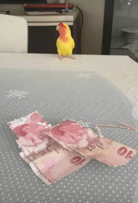 „Ez a pénz az eledelére volt, de ő másképp döntött.''