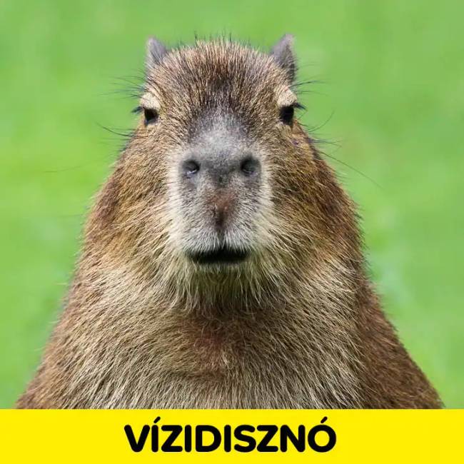 Próbáld meg felismerni az állatokat pusztán az orrukról készült fotók alapján