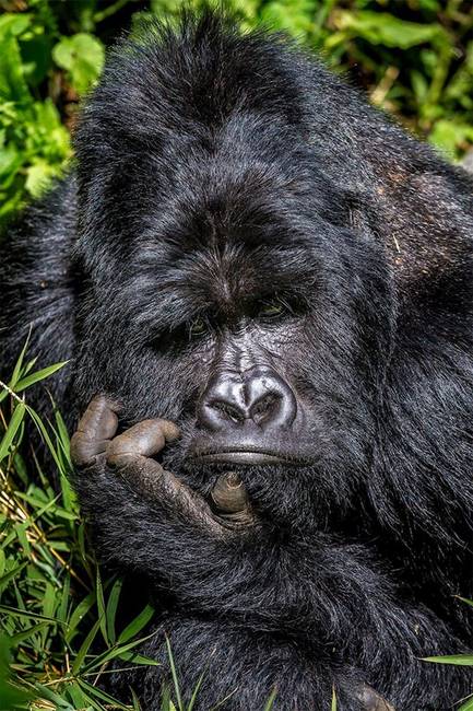 Kihirdették a Comedy Wildlife fotópályázat döntőseit, és ez a 30 állat biztos, hogy Téged is meg fog nevettetni