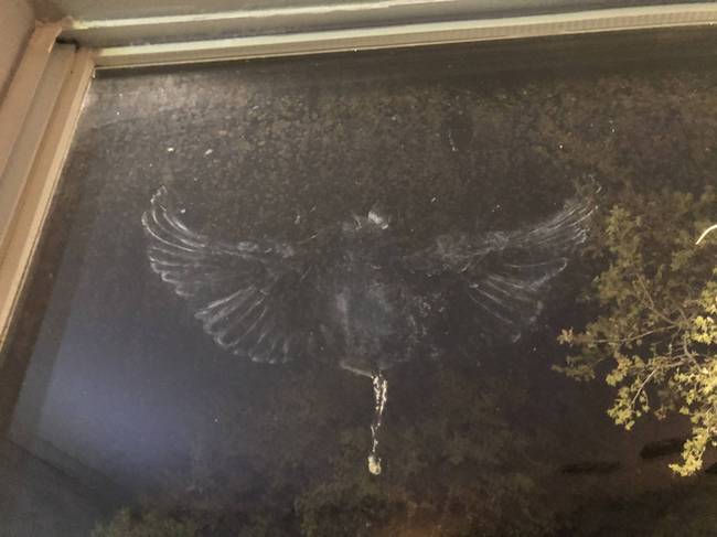 Ilyen nyomot hagy, ha egy madár véletlenül nekirepül az ablakunknak.