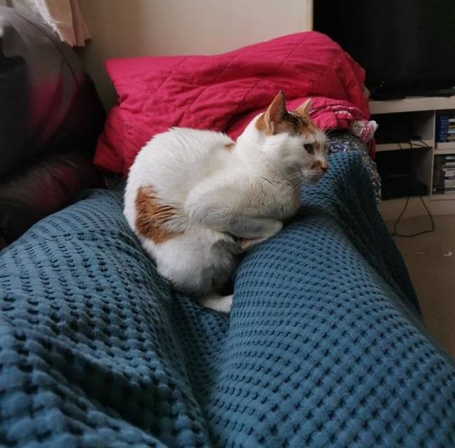 „Mimi néha elfelejti, hogyan kell macskaként viselkedni."