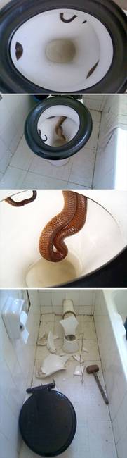 Ausztráliában még a WC-n sem vagy biztonságban.