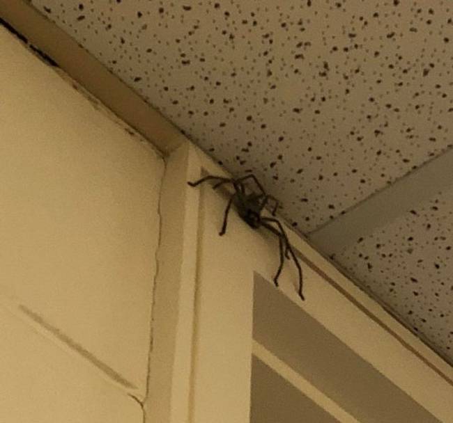 „Az iskolában ülve láttam meg ezt a pókot az ajtókereten."