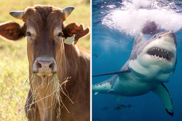 Évente több embert ölnek meg a tehenek, mint a cápák.