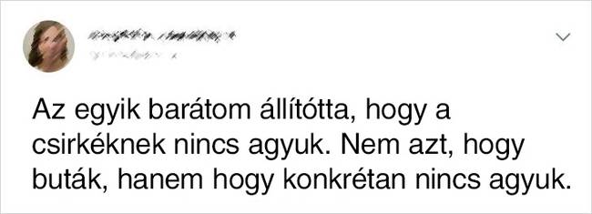 Csirke agy