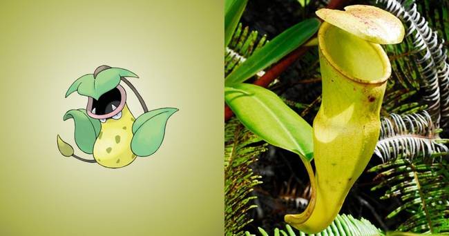 Victreebel | Kancsóka