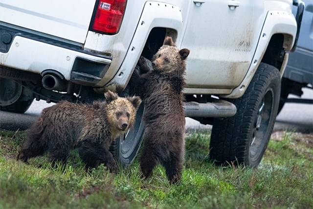 Kihirdették a Comedy Wildlife fotópályázat döntőseit, és ez a 30 állat biztos, hogy Téged is meg fog nevettetni