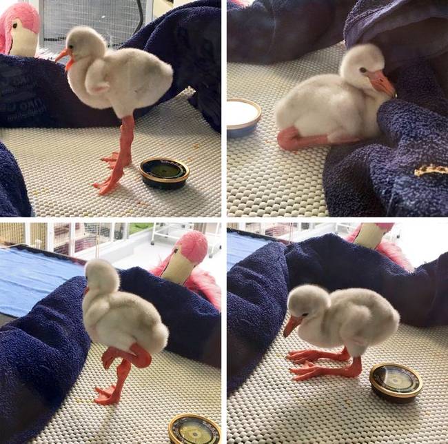 Így néznek ki a bébiflamingók.