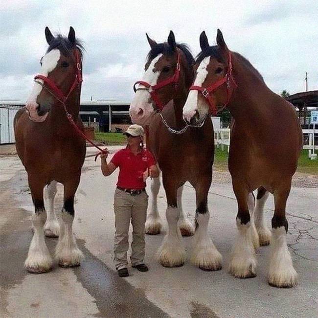 Sosem gondoltuk volna, hogy a Clydesdale lovak ilyen hatalmasak.