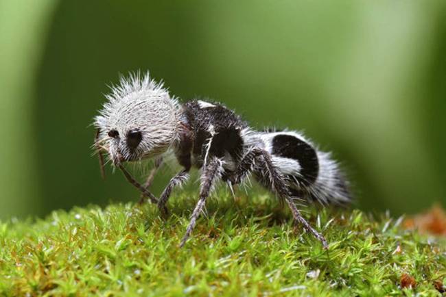 Az euspinolia militaris vagy más néven panda hangya Dél-Amerikában él.