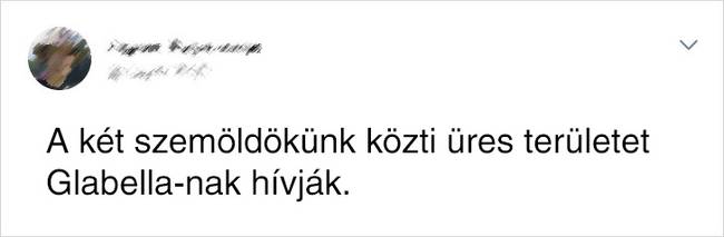 Szemöldök Glabella